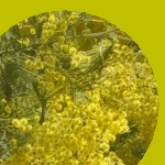 jaune mimosa (ensemble �piscopal)