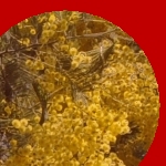 Rouge mimosa (�pid�mies)